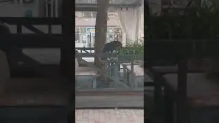 Видео из Facebook: Бездомная собака запрыгнула на стол в кафе в Николаеве