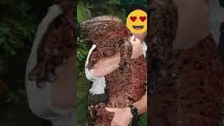 Chinese Giant Salamander the Largest Amphibian in The World