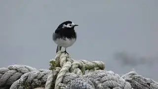 One legged Pied Wagtail bird at Spiddal Harbour Ireland 21.4.19