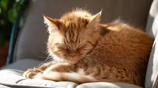 LIVE Adorable Sleeping Cat on Sofa for Relaxation 🛋️ | Season 25