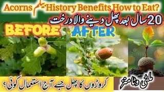 Acorns fruit Oak Tree Complete Guide to Benefits, History & How to Eat acorns Safely 🌰