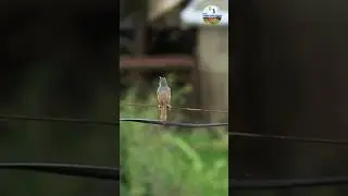 Ashy Prinia calling its mate  #shortsvideo #shortsfeed #birdslover #birdwatching #viralshorts