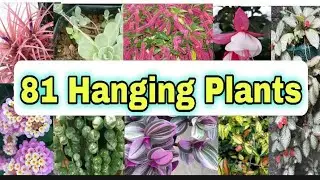 81 Hanging Plants Varities || Identification + Names || GardenColony