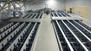 Proceso de cerezas Frutango Rio king