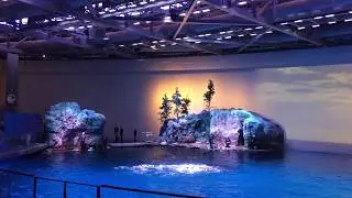 Shedd aquarium dolphin show -  Chicago,IL