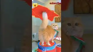 CAT JUGGLING || #shorts