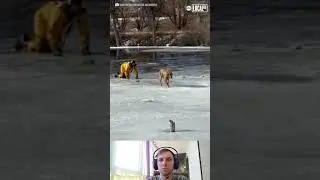 Terrified Dog saved from freezing cold ice / dog rescue #rescuedog #rescue