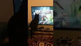 Cat wants birds on video game