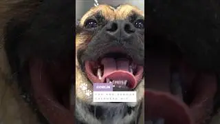 I gave this Goblin dog the finger