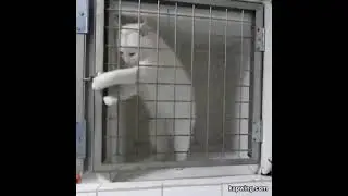 Grand cage escape of  the Cat