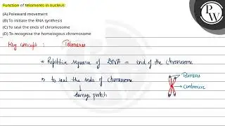 Function of telomeres in nucleus:....