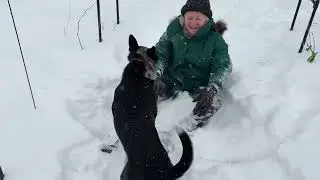 Boonie the Snow Dog Jan 2026