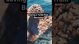 Saving a Turtle from Barnacles! 😮 #oceanrescue #turtle