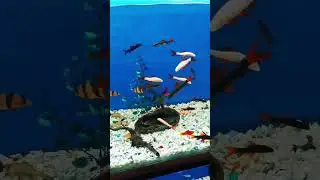 #139 Black Red Tail Shark | red tail shark #shorts #viral #trending