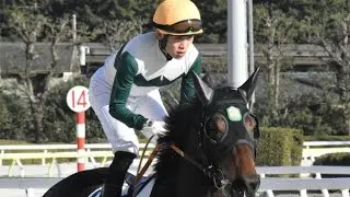 🔥南関・JRA勢を次々撃破！石川倭騎手が明かす道営馬の驚異の強さの秘密🐎💨