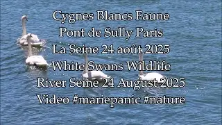 Cygnes Blancs Pont de Sully La Seine Paris 24 août 2025 No.1 #cygne #swan #paris #seine #nature