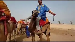 Camel running in Marrakech : Camel Ride in the Oasis Palmeraie