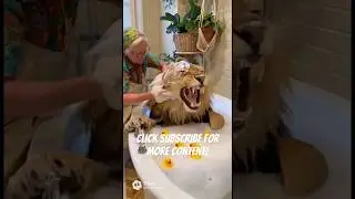 Lion Tub - Faux Sora