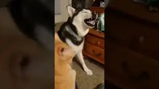 Husky sneezing😱 ......