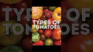 The Top 5 Tomato Varieties! (& why you should grow them!)🍅     #gardening #tomato #tips #homestead