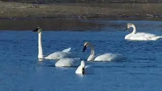 North American Trumpeter and Tundra Swans feed and preen on a northern USA lake