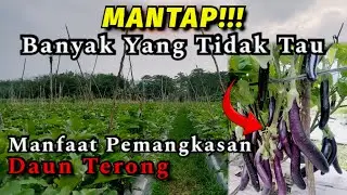 Manfaat Pemangkasan daun terong || Yuvita F1