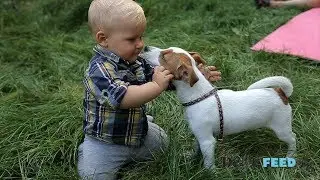 Owning a Dog is in your DNA, Study Finds