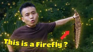 Inside Vietnam&rsquo;s Firefly Forest: Facts You Didn&rsquo;t Know and What Firefly Larvae Really Look Like