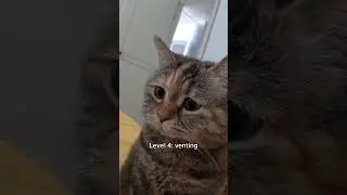 Cats but they keep annoying their owners 😖