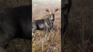 Bull Moose &ldquo;BullWinkle&rdquo; feet away !  Ontario Moose Hunting