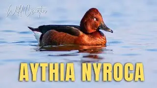 The ferruginous duck (Aythya nyroca)