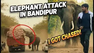 ELEPHANT ATTACKS ON THE RISE IN BANDIPUR 2025