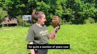 African Spotted Eagle Owl | Knockhatch Adventure Park