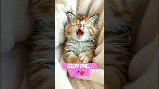 Sleepy Baby Kitten Yawning 😴 | Adorable Kitten Moments
