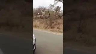 Прыжки с большого куду