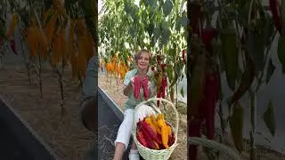 🌶 Обзор длинных перцев от Агрофирмы Партнер! Мажор, Желтая капия и Ласанта! #SemenaPartnerShorts