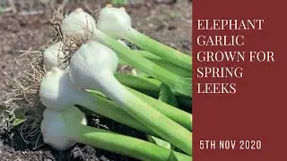 Planting elephant garlic | harvested as spring 'leeks' | perennial planting | self-sufficiency