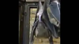 bat