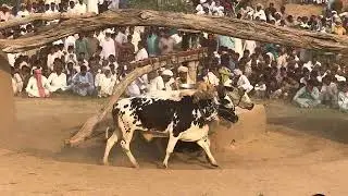 Old bulls operated Flour Mill || Old grinding technology in punjab || Khras atta chakki