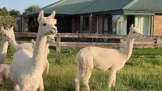New Arrival it's a boy
