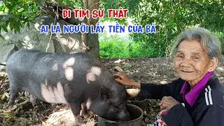 Cụ bà sống với con heo rừng ẩn danh trên núi bị lừa lấy hết tiền - tập 463