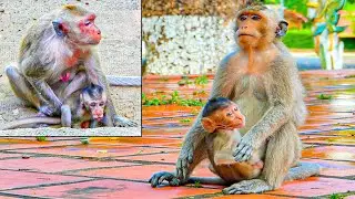 Good!! Orphaned Monkey Martin Becomes Adult Monkey And He Can Take Care Small Monkey Baby In Group.