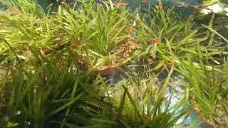 Natural Pond | No Air Pump Natural Filtration | Just Add More Cheap Aquatic Plants | Crystal Clear