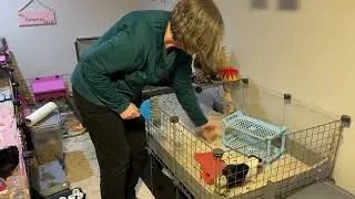 Calm Cage Clean Reset 🐹 | Fresh Hay & Gentle Care Tips