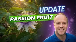 Maypop Passion Fruit from Seeds, Update! (Passiflora Incarnata)