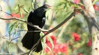 'Stormbird' calling in Woodwark this morning