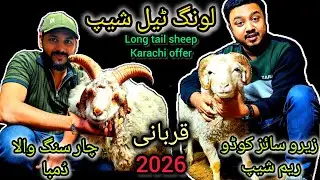 Long tail sheep | Zero size Codu RAM sheep | 4 singa Qurbani 2026 collection #cattlesjunoon #trend 