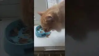 Босс! К друзьям кошачьим!!!😺