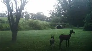 Trail Cam Pickup #7 (State Road)
