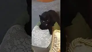 SOPRA AL CUSCINO #cat #cats #shorts #shorts_ #shortvideo #shortsyoutube #catshorts #catvideos #cute